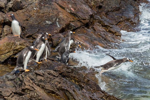 025 Falklandeilanden, Steeple Jason, ezelspinguins.jpg